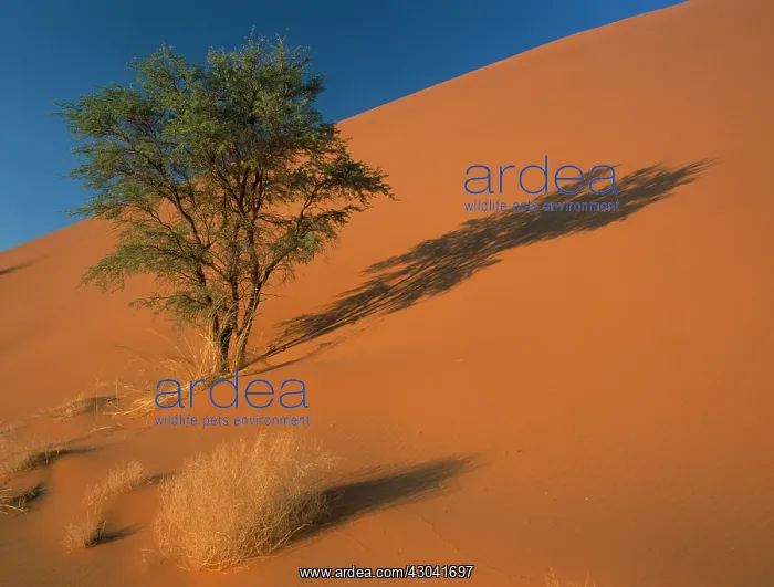 : Camel thorn : Camel thorn