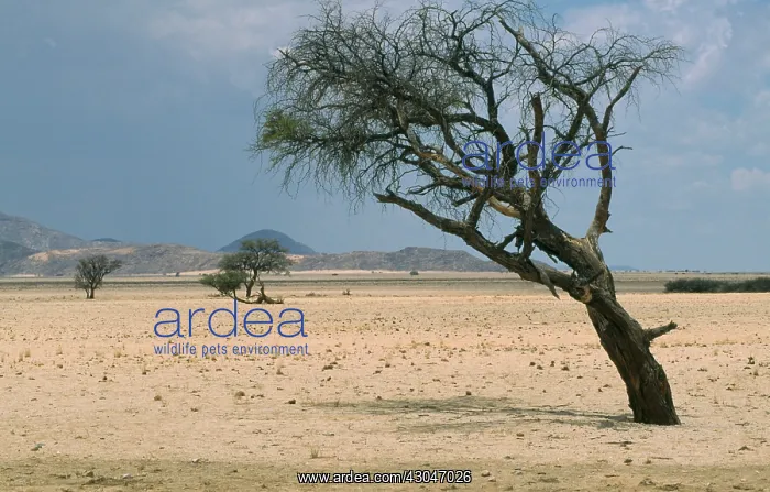 : Camel thorn : Camel thorn