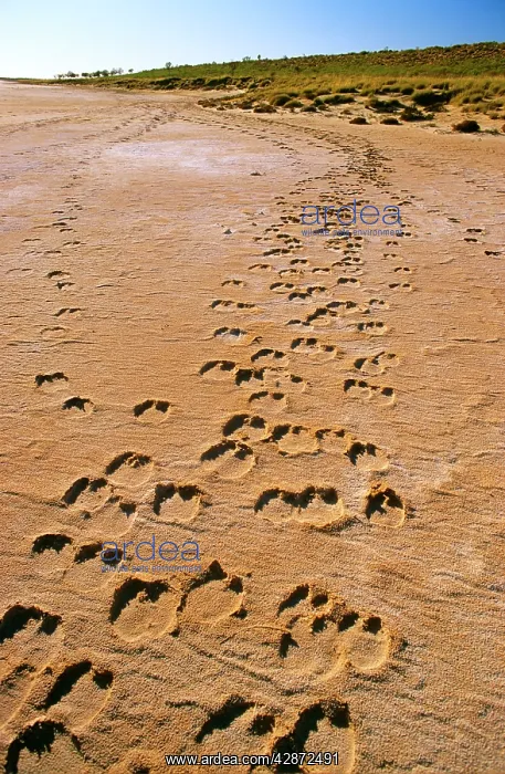  : Camel tracks - Lake Disappointment (salt lake)