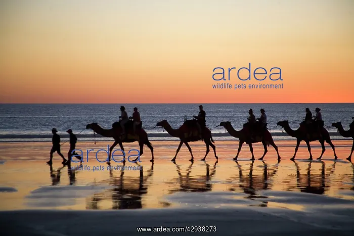 : Camel train - taking tourists for a ride at Cable : Camel train - taking tourists for a ride at Cable