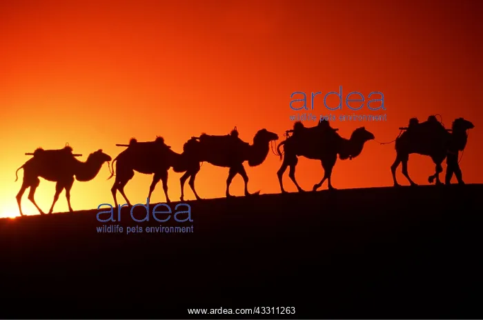 : CAMEL Train - x five in line, at sunset : CAMEL Train - x five in line, at sunset