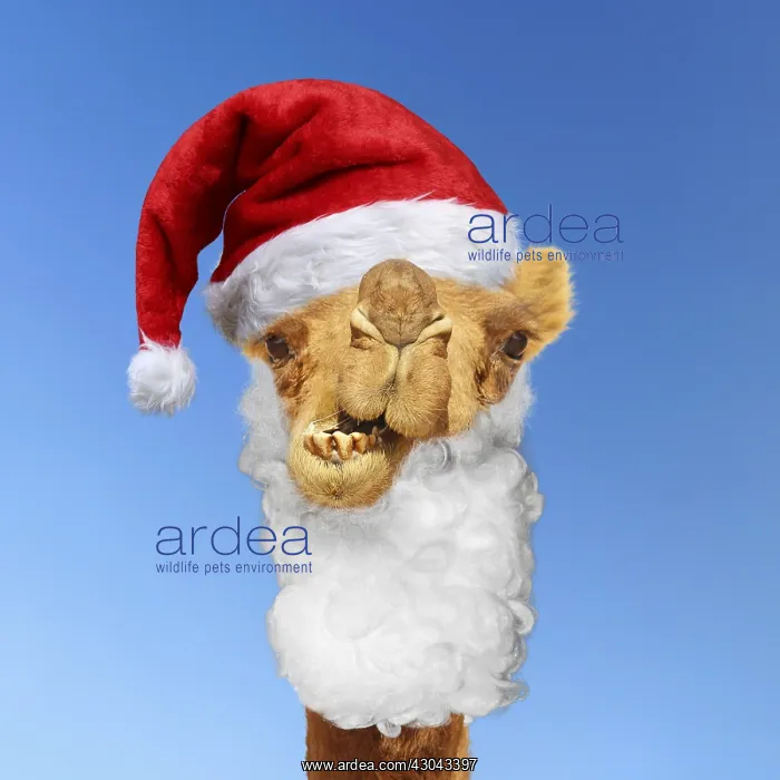 : Camel wearing Father Christmas hat and beards. Digital : Camel wearing Father Christmas hat and beards. Digital