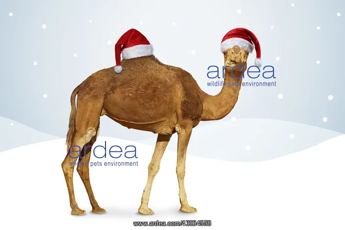  : Camel in winter scene with Christmas hats
