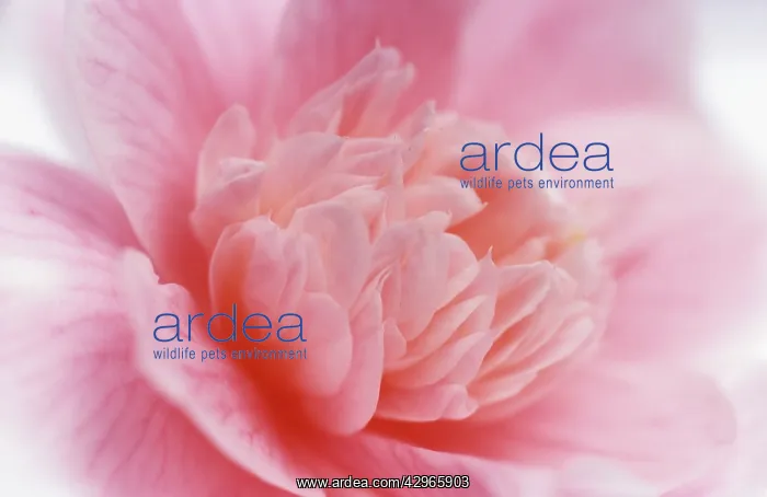 : Camelia : Camelia