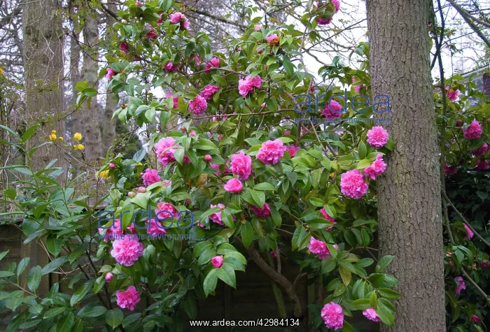  : Camelia
