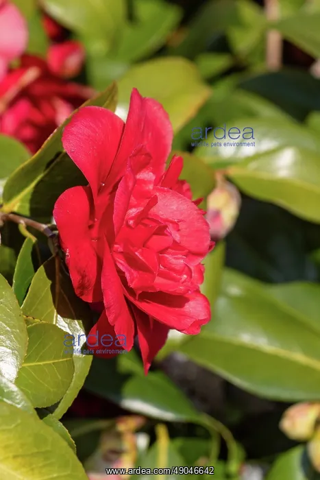 : CAMELIA EN FLEUR SOUS LA NEIGE : CAMELIA EN FLEUR SOUS LA NEIGE