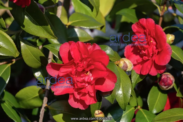 : CAMELIA EN FLEUR SOUS LA NEIGE : CAMELIA EN FLEUR SOUS LA NEIGE