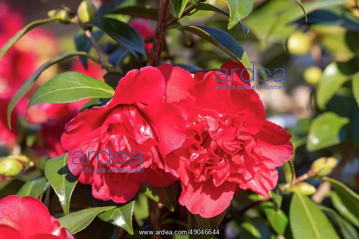 : CAMELIA EN FLEUR SOUS LA NEIGE : CAMELIA EN FLEUR SOUS LA NEIGE