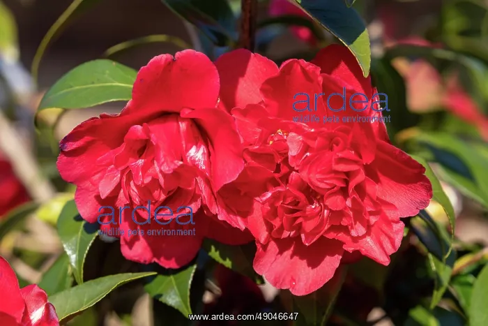 : CAMELIA EN FLEUR SOUS LA NEIGE : CAMELIA EN FLEUR SOUS LA NEIGE