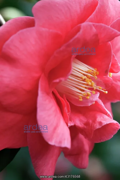 : Camelia Japonica, Adolphe Audusson, Close side : Camelia Japonica, Adolphe Audusson, Close side