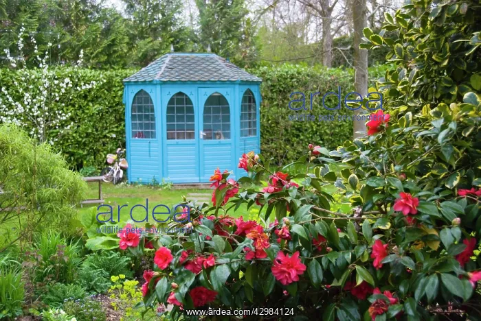 : Camelia - spring Blossom - blue summerhouse in garden : Camelia - spring Blossom - blue summerhouse in garden