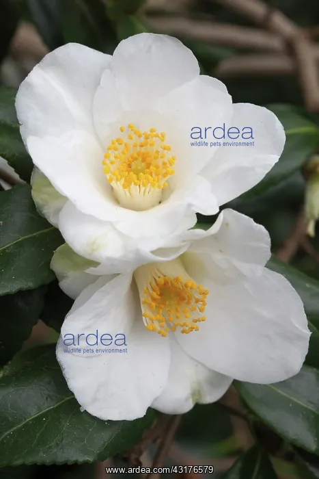 : Camelia x williamsii Francis Hanger, Close view : Camelia x williamsii Francis Hanger, Close view