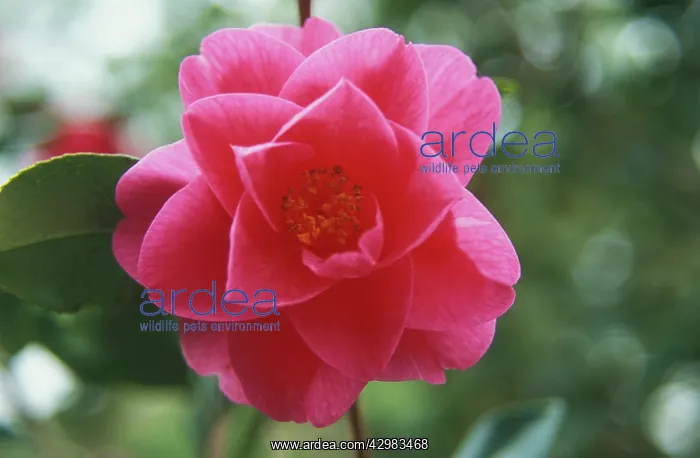 : Camellia, Camellia x williamsii Monica Dance : Camellia, Camellia x williamsii Monica Dance