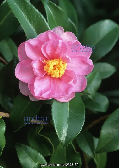 : Camellia, Camellia Winters dream : Camellia, Camellia Winters dream