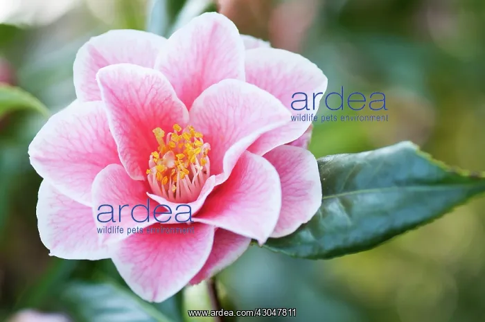 : Camellia. Single pink flower of Camelia japonica Yours Truly with delicate : Camellia. Single pink flower of Camelia japonica Yours Truly with delicate