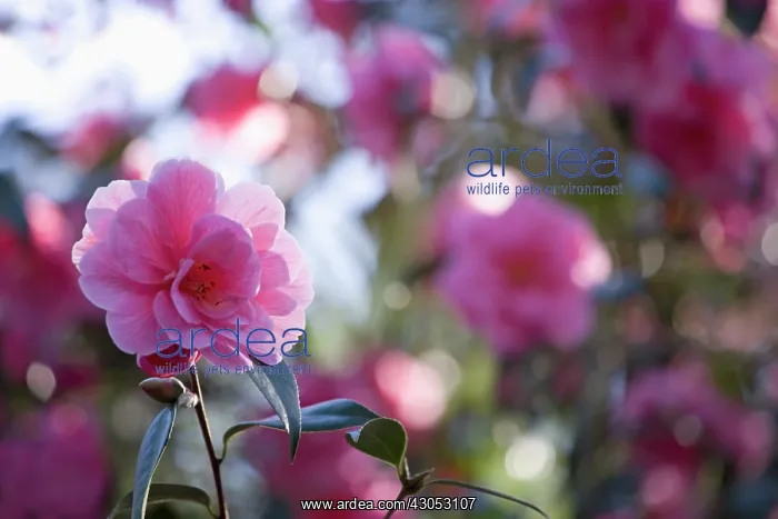 : Camellia : Camellia