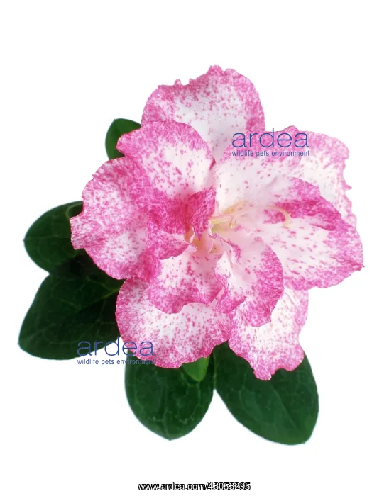 : Camellia : Camellia