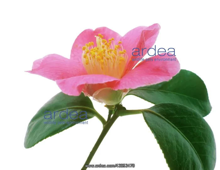 : Camellia : Camellia