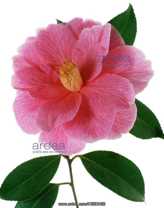 : Camellia : Camellia