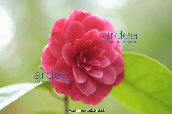  : Camellia