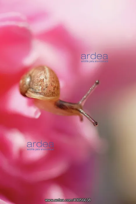 : Camellia : Camellia