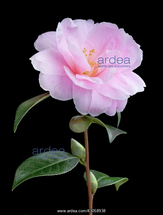  : Camellia, Camellia x williamsii Donation