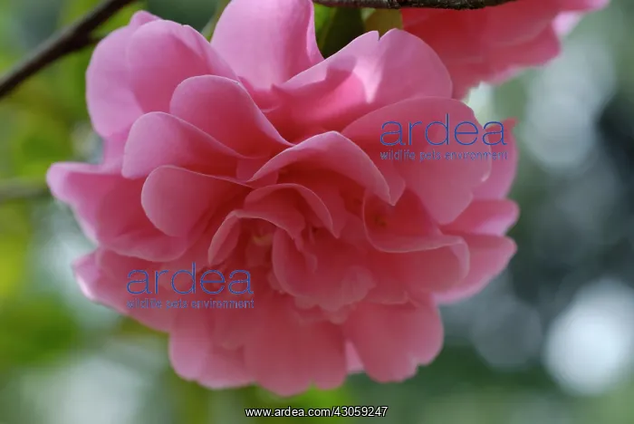 : Camellia : Camellia