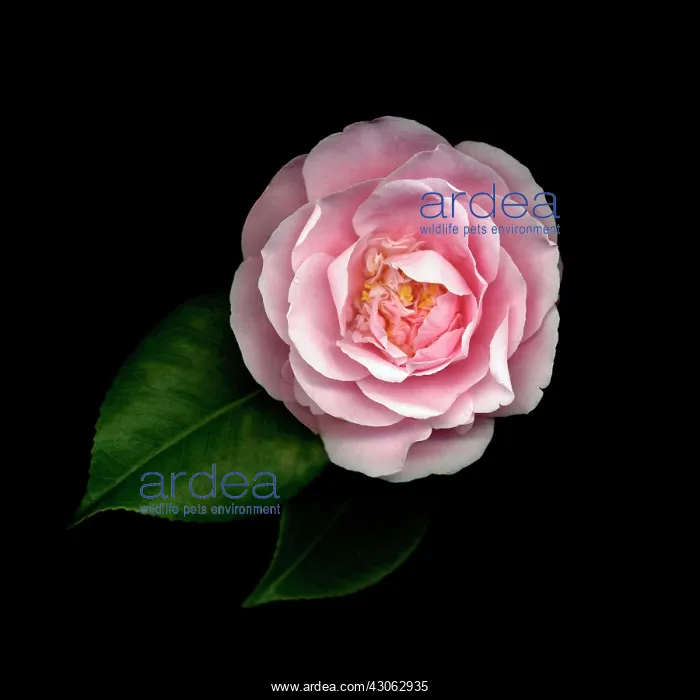 : Camellia. Camellia : Camellia. Camellia