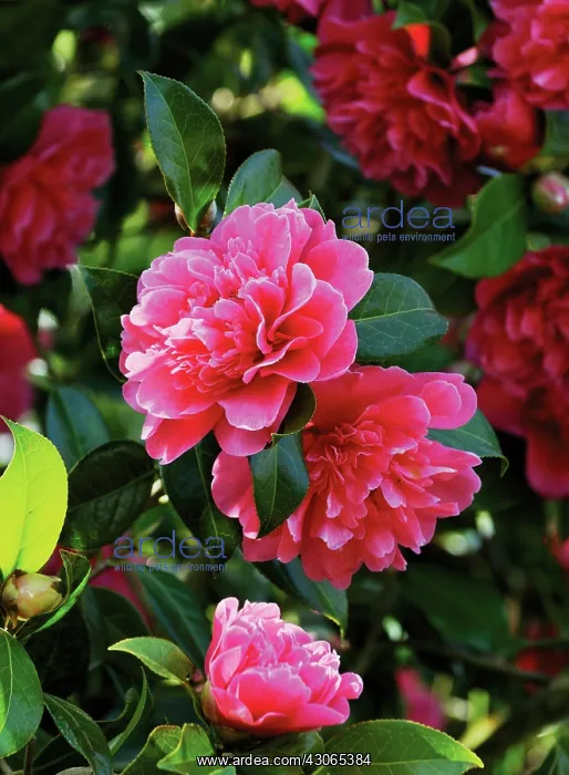 : Camellia : Camellia