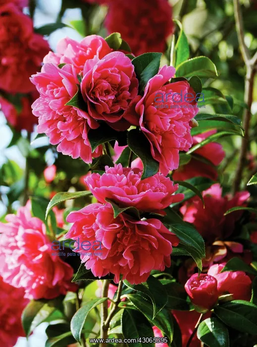  : Camellia