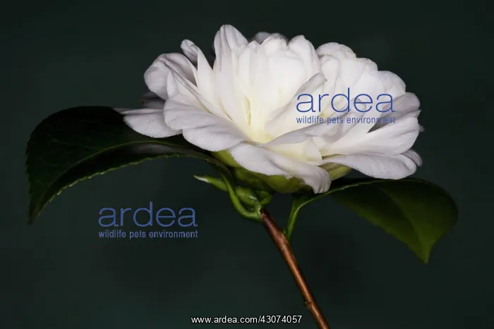 : Camellia : Camellia