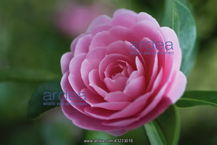  : Camellia, Camellia x williamsii Monica Dance