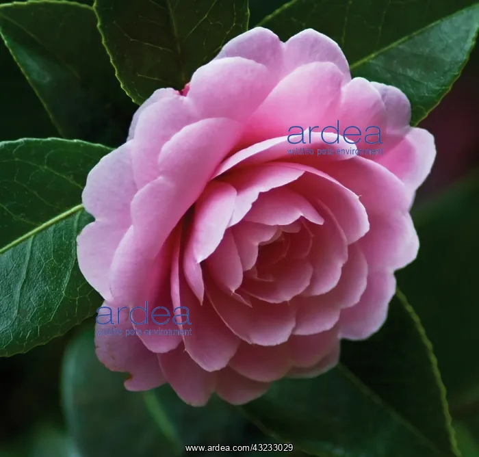 : Camellia, Camellia x williamsii Monica Dance : Camellia, Camellia x williamsii Monica Dance