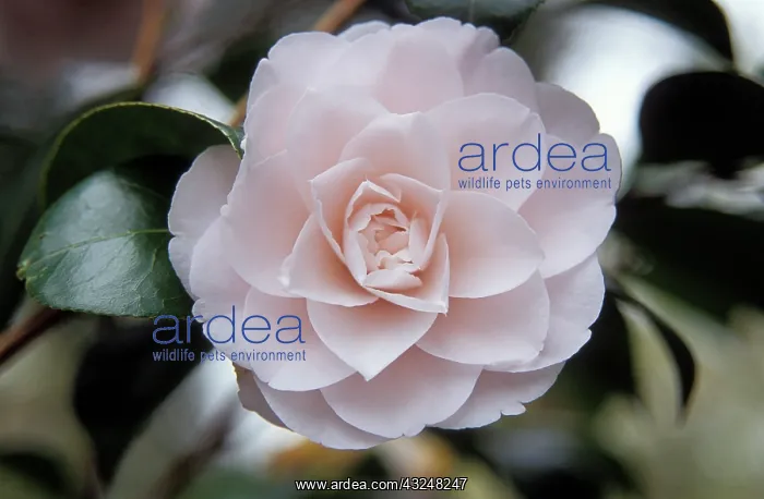 : Camellia, Camellia japonica : Camellia, Camellia japonica