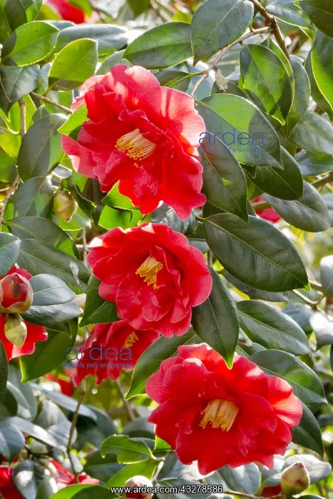 : Camellia Adolphe Audusson in bloom in a garden : Camellia Adolphe Audusson in bloom in a garden