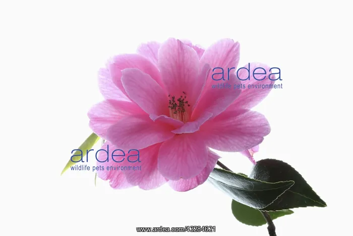  : Camellia, Camellia cultivar, Pink subject, White