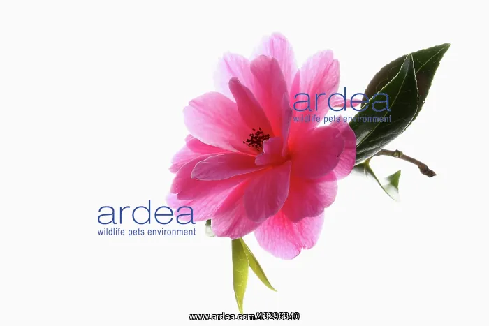 : Camellia, Camellia cultivar, Pink subject, White : Camellia, Camellia cultivar, Pink subject, White