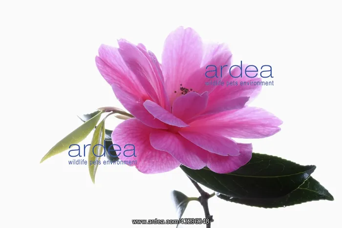 : Camellia, Camellia cultivar, Pink subject, White : Camellia, Camellia cultivar, Pink subject, White