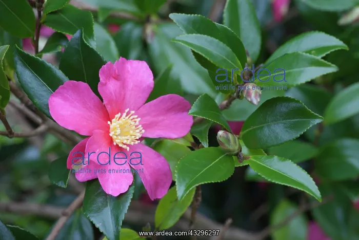 : Camellia, Camellia sasanqua Crimson King, Pink : Camellia, Camellia sasanqua Crimson King, Pink