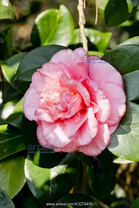 : Camellia Can Can in bloom in a garden : Camellia Can Can in bloom in a garden