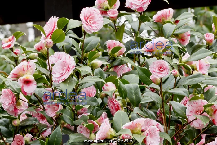 : Camellia Clotilde in bloom in a garden : Camellia Clotilde in bloom in a garden