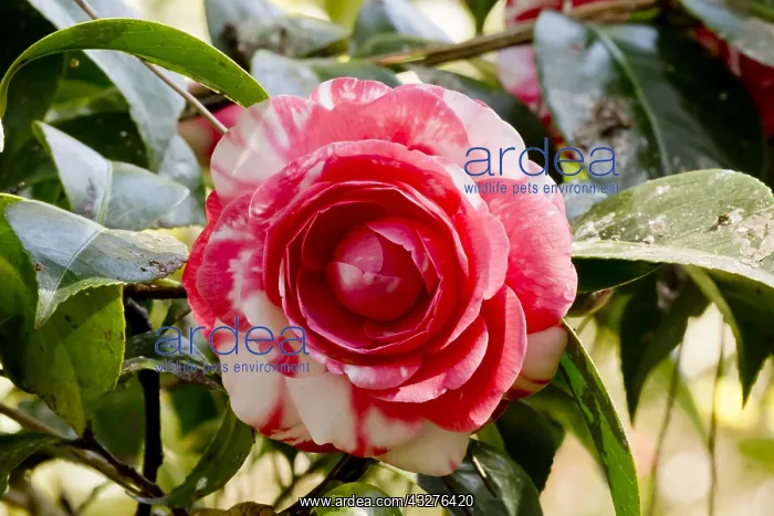 : Camellia Conte Bouturlin in bloom in a garden : Camellia Conte Bouturlin in bloom in a garden