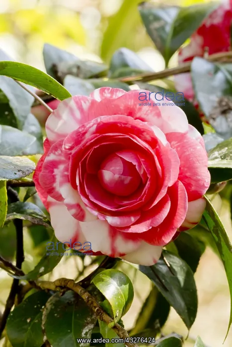 : Camellia Conte Bouturlin in bloom in a garden : Camellia Conte Bouturlin in bloom in a garden