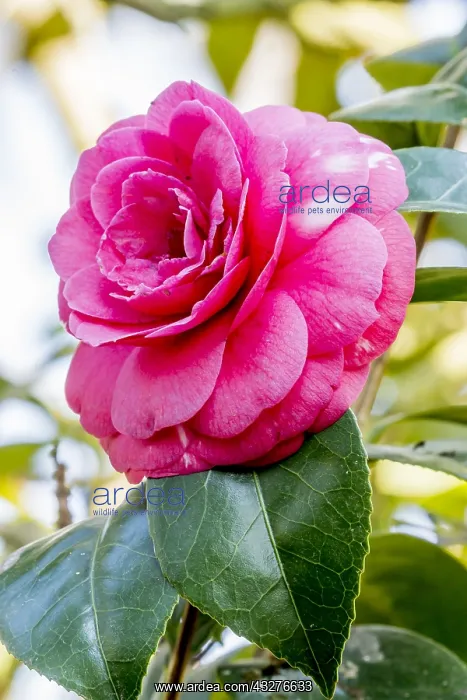  : Camellia Conte Bouturlin in bloom in a garden