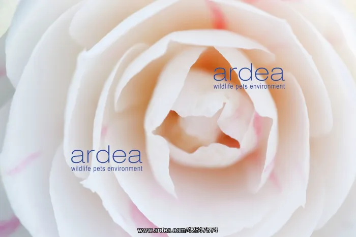  : Camellia Flower