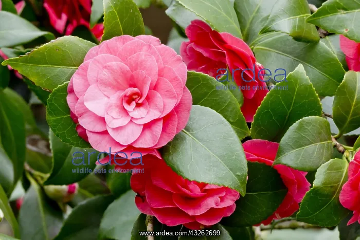 : Camellia Hippolyte Thoby in bloom in a garden : Camellia Hippolyte Thoby in bloom in a garden