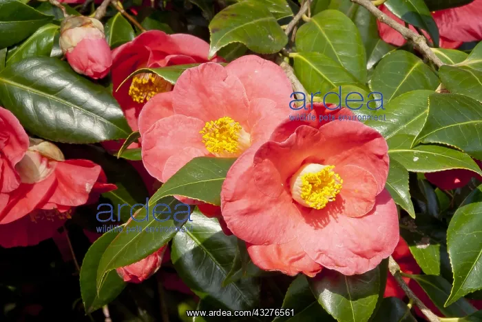 : Camellia Jupiter in bloom in a garden : Camellia Jupiter in bloom in a garden