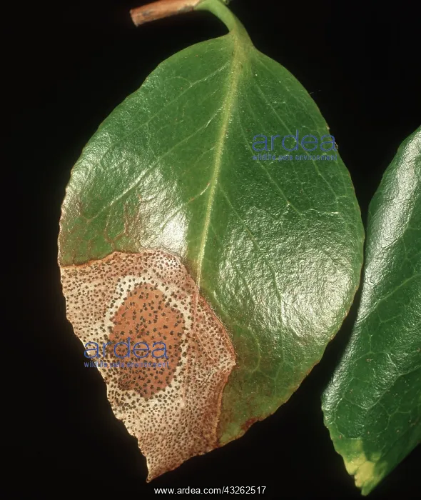 : Camellia leaf spot : Camellia leaf spot