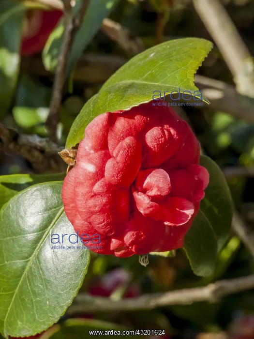 : Camellia Margherita Coleoni in bloom in a garden : Camellia Margherita Coleoni in bloom in a garden