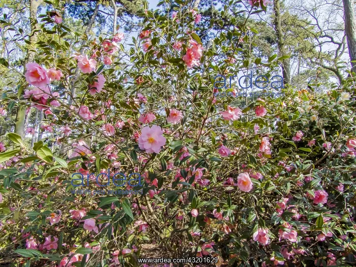 : Camellia Mary Phoebe Taylor in bloom in a garden : Camellia Mary Phoebe Taylor in bloom in a garden